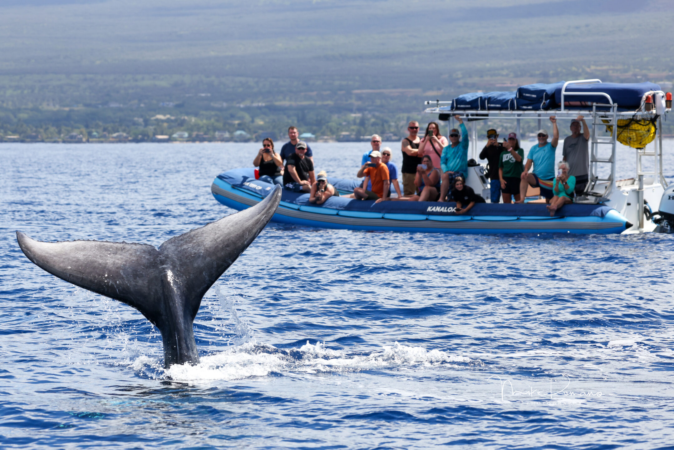 1.5 Hour Guaranteed Whale Watch           