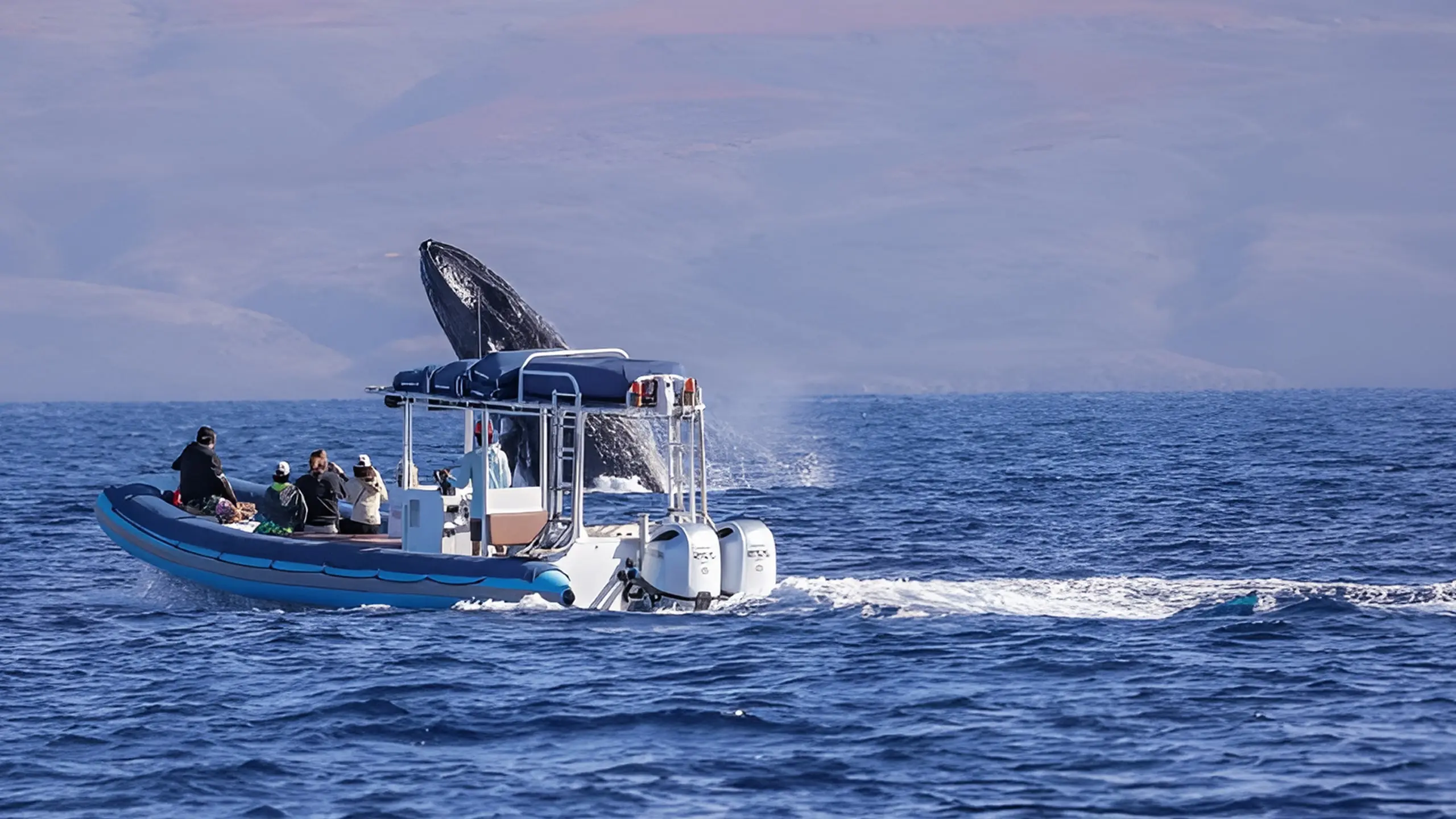 1.5 Hour Guaranteed Whale Watch           