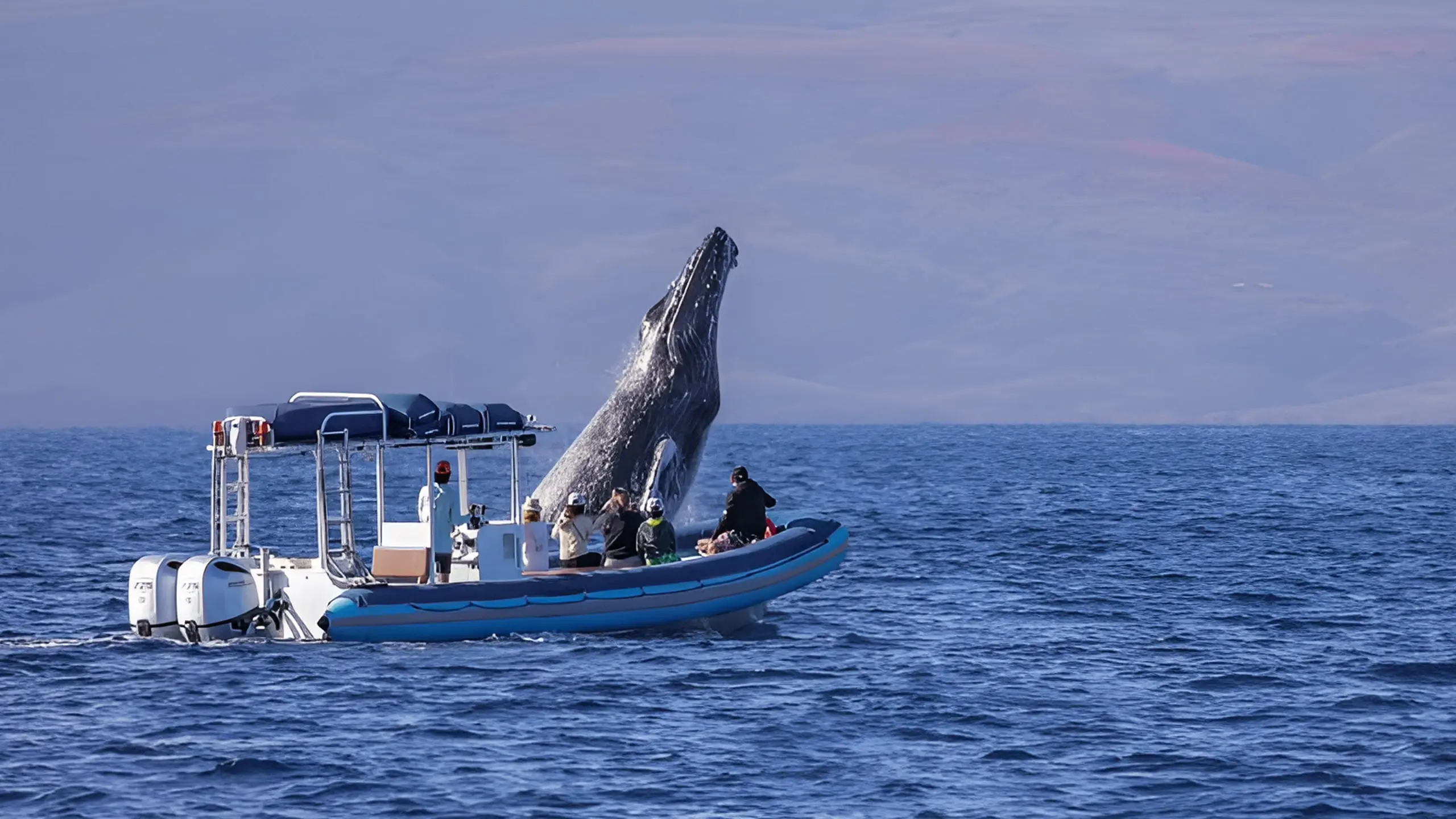 2.5 Hour Express Whale Watch & Molokini Snorkel