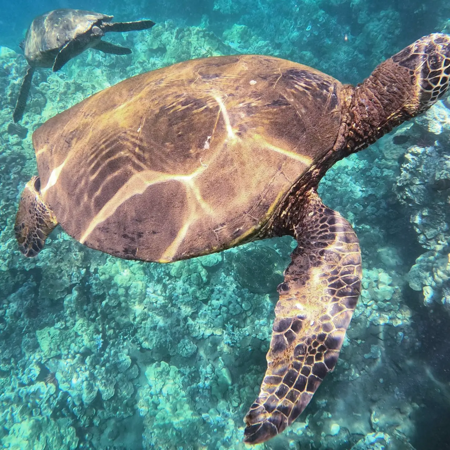 A large sea turtle swimming peacefully in crystal-clear water with coral reefs in the background.