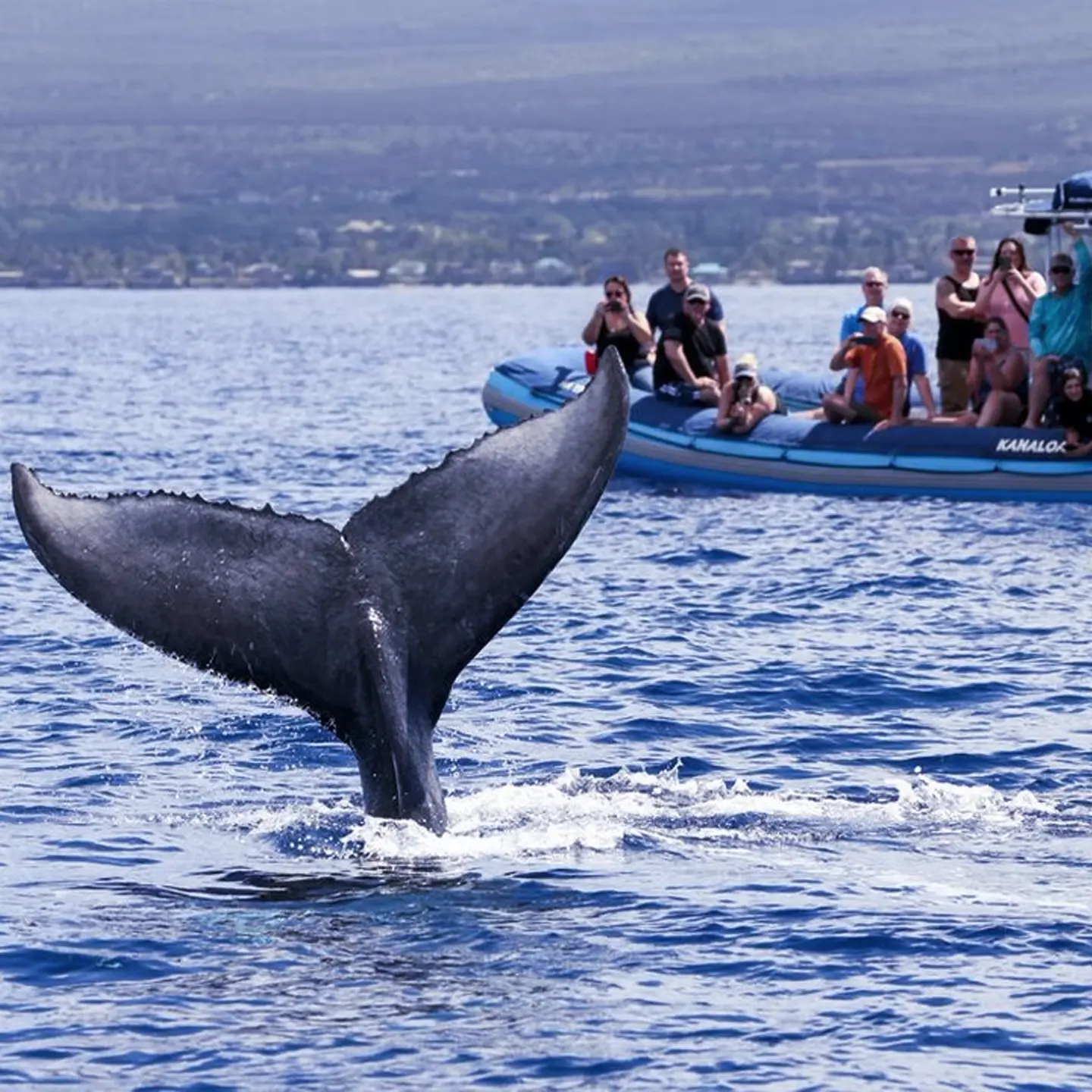 A humpback whale’s tail breaching the surface of the ocean as a group of people on a boat watch from a safe distance.