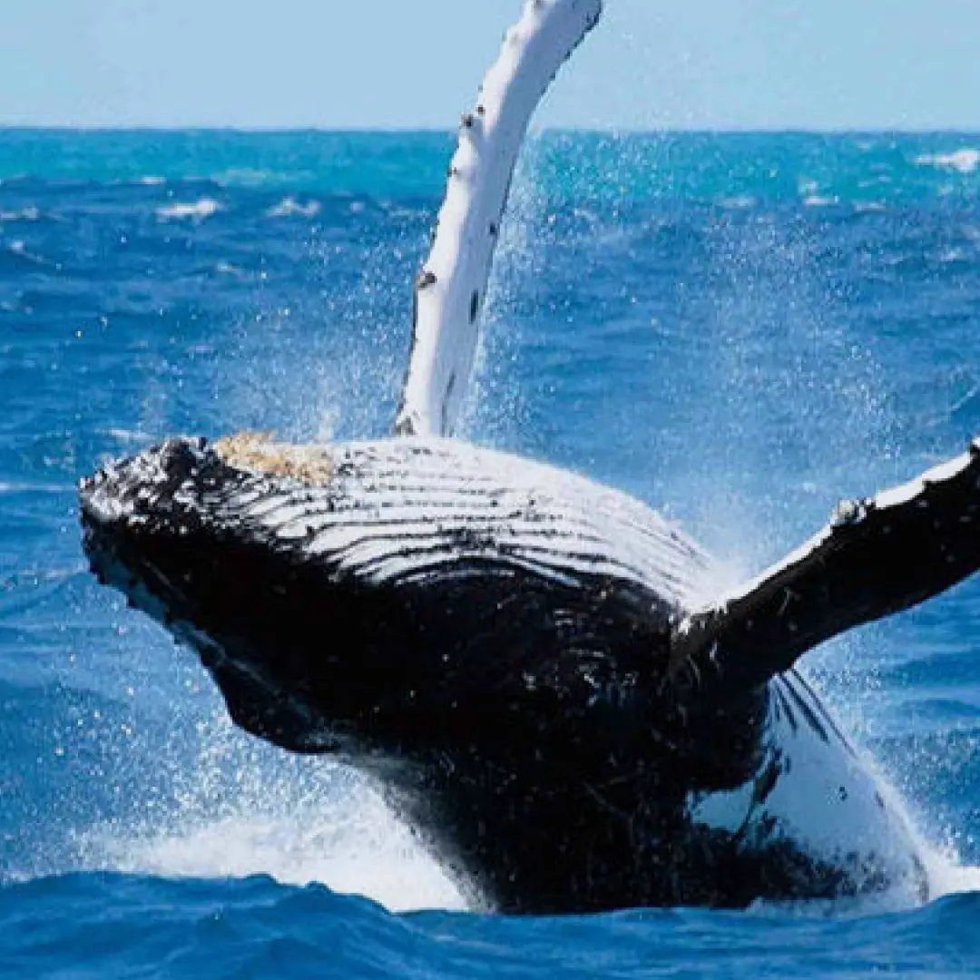 Majestic humpback whale breaching the ocean’s surface