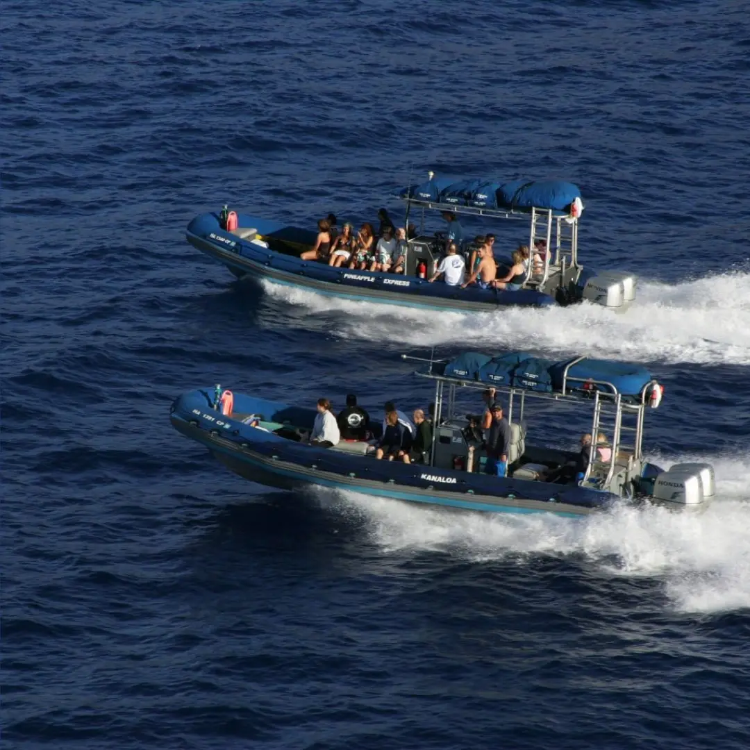 Boats on open sea searching for whales